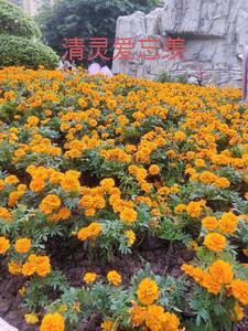 战骨
